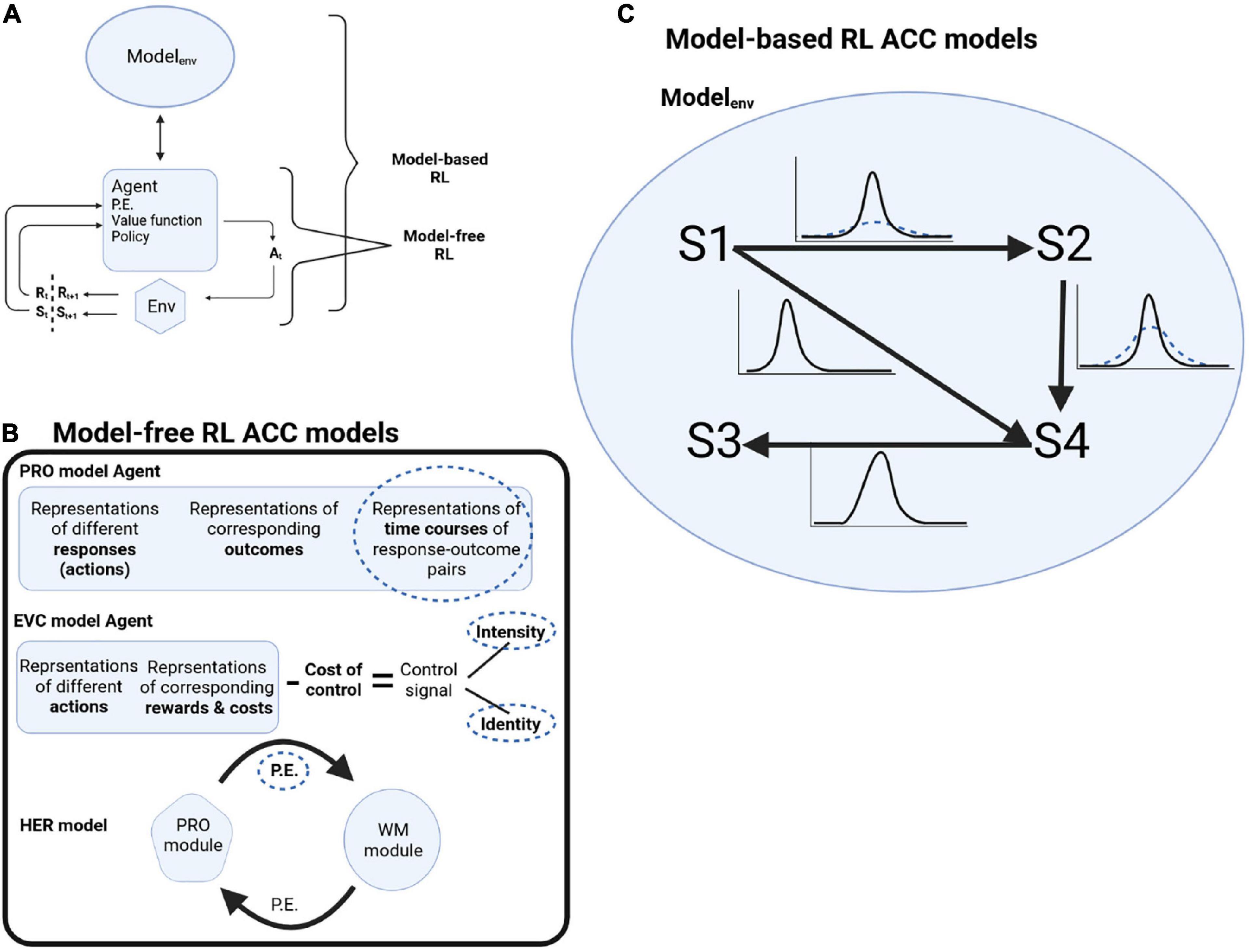 Understanding cingulotomy’s therapeutic effect in OCD through computer models